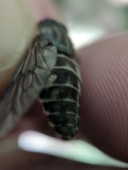 Hybomitra microcephala