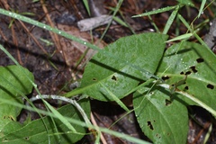 Rudbeckia scabrifolia