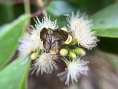 Fascellina subsignata