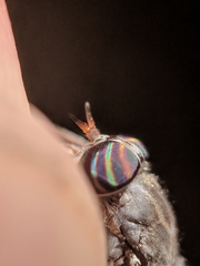 Hybomitra microcephala