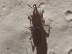 Allopentarthrum elumbe