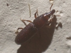 Allopentarthrum elumbe