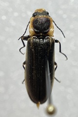 Denticollis denticornis