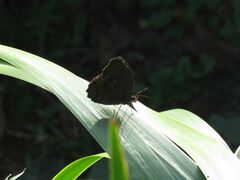 Praepedaliodes phanias