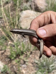 Plestiodon multivirgatus