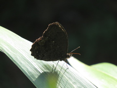 Praepedaliodes phanias