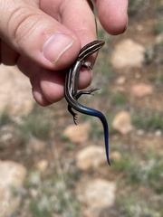 Plestiodon multivirgatus