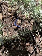Plestiodon multivirgatus