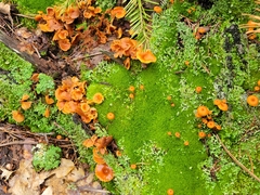 Xeromphalina enigmatica