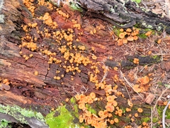 Xeromphalina enigmatica