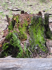 Xeromphalina enigmatica