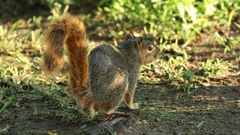 Sciurus niger