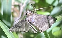 Ogdoconta