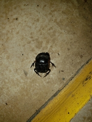 Coprophanaeus boucardi