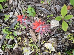 Castilleja arvensis arvensis