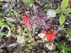 Castilleja arvensis arvensis