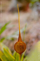 Masdevallia princeps