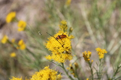 Crossidius coralinus