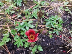 Potentilla rubra