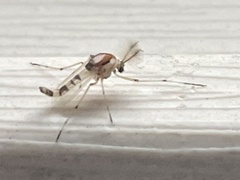 Coelotanypus tricolor