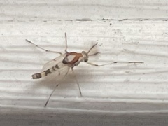 Coelotanypus tricolor