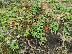 Potentilla rubra