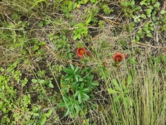 Potentilla rubra
