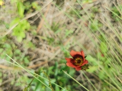 Potentilla rubra