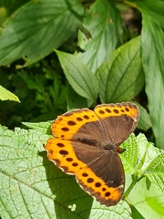 Oxeoschistus simplex