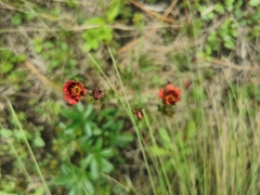 Potentilla rubra