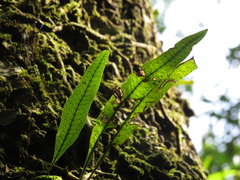 Microgramma squamulosa