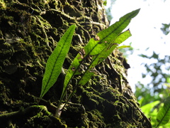 Microgramma squamulosa