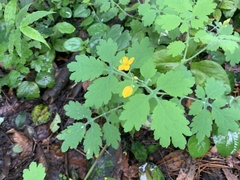 Chelidonium