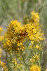 Crossidius coralinus