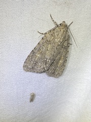 Acronicta immodica