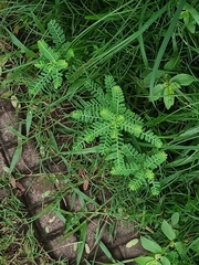 Phyllanthus niruri