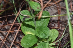 Verbena carnea