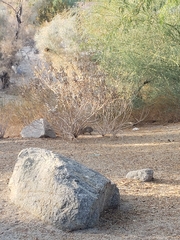 Sylvilagus audubonii