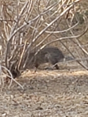 Sylvilagus audubonii