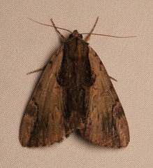 Catocala ultronia