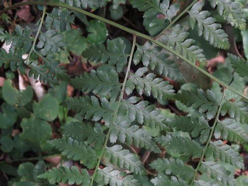Southern hayscented fern (Dennstaedtia globulifera)