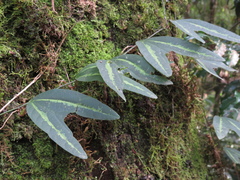 Passiflora urnifolia