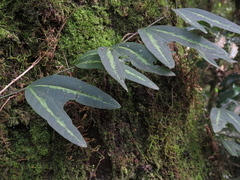 Passiflora urnifolia