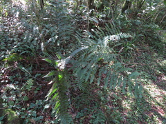 Ctenitis submarginalis