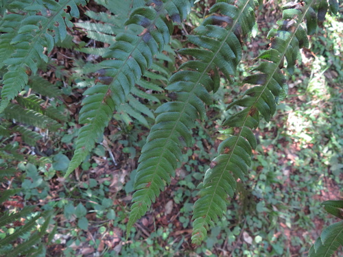 Hairy Comb Fern (Ctenitis submarginalis)