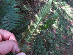 Ctenitis submarginalis