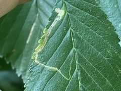 Stigmella multispicata