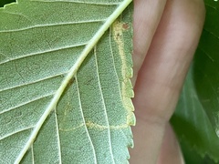 Stigmella multispicata