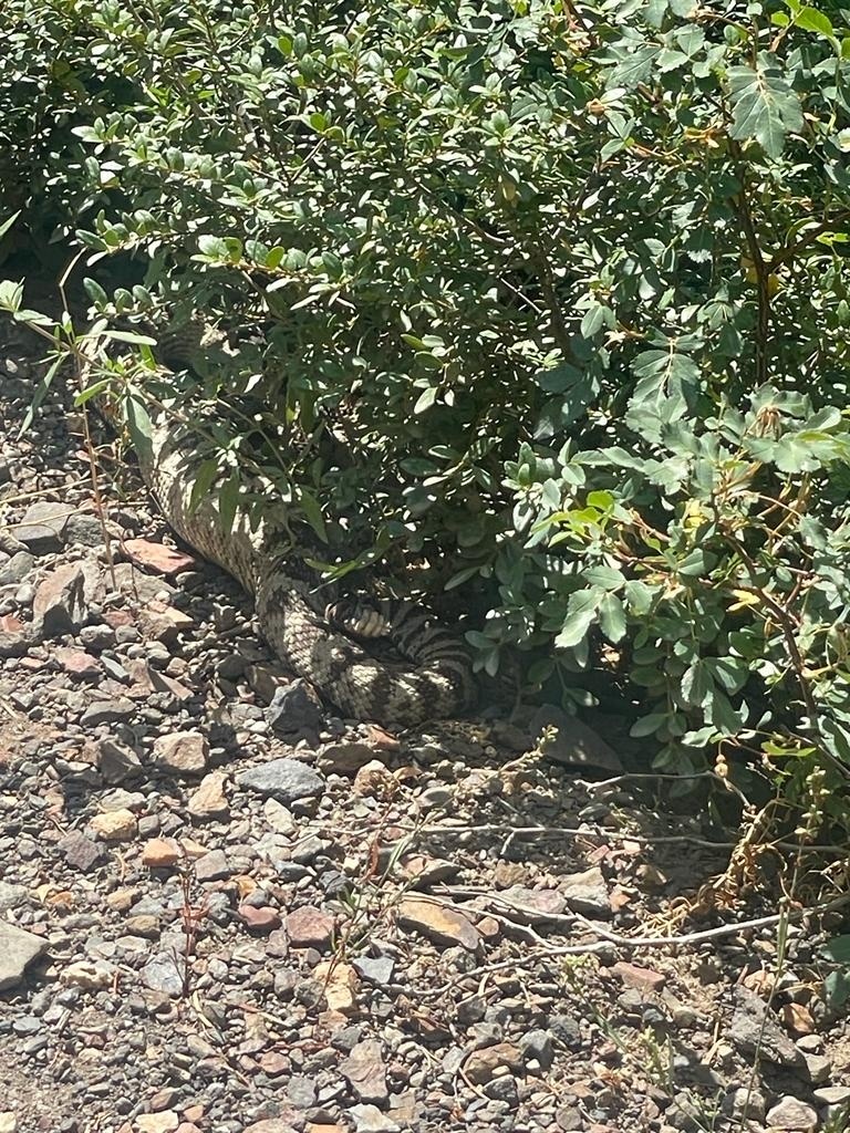Great Basin Rattlesnake from Mount Olympus Wilderness, Salt Lake City