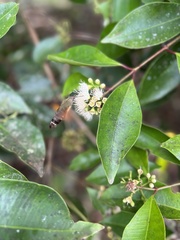 Macroglossum corythus